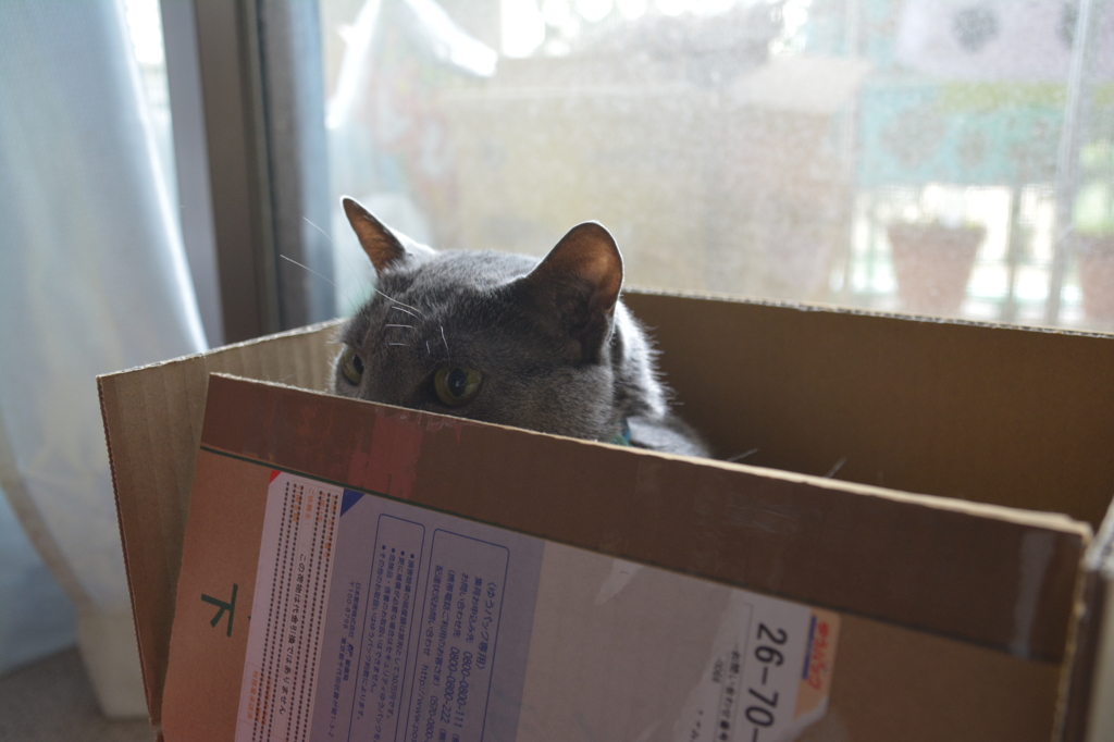 はこにねこ