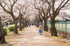 桜咲くその道は人生。