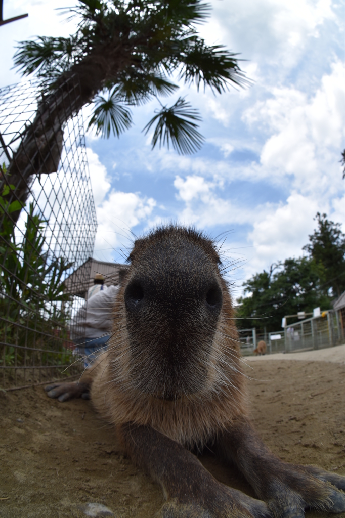 カピバラですが？