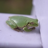 ゲロゲロ