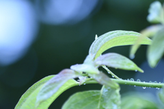 雨に濡れた緑