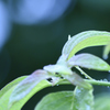 雨に濡れた緑