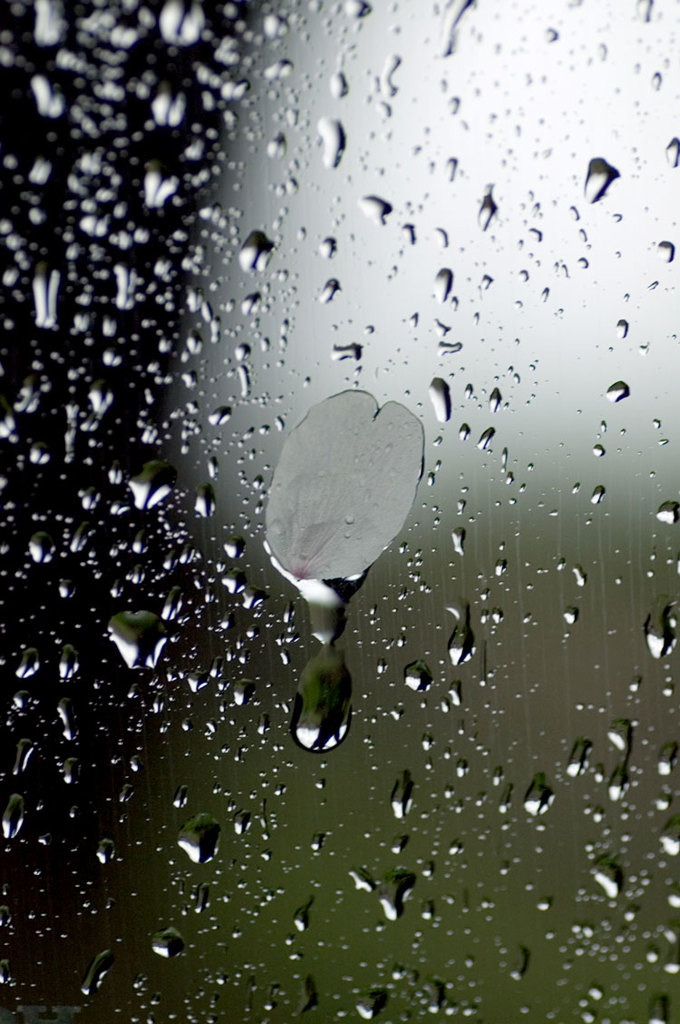 雨
