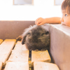 若干のピンぼけにつき