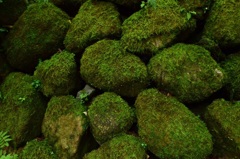 苔岩☆