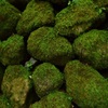苔岩☆