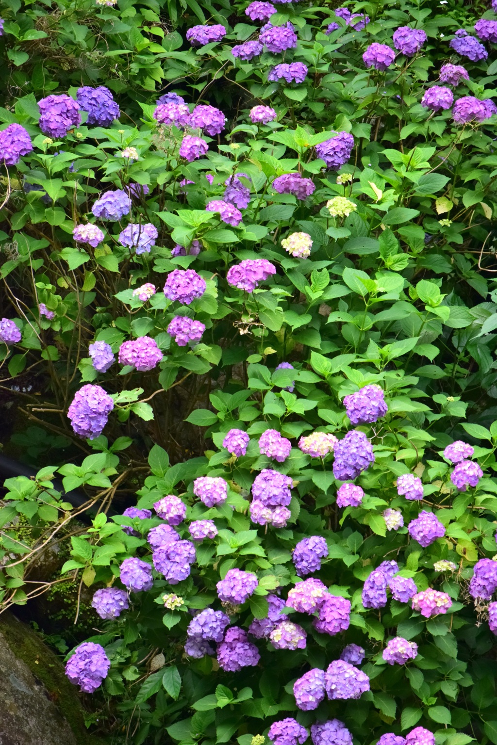 2015.06.13.14:07紫陽花