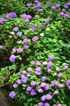 2015.06.13.14:07紫陽花
