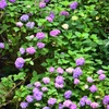 2015.06.13.14:07紫陽花
