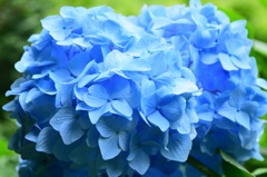 2015.06.13.紫陽花