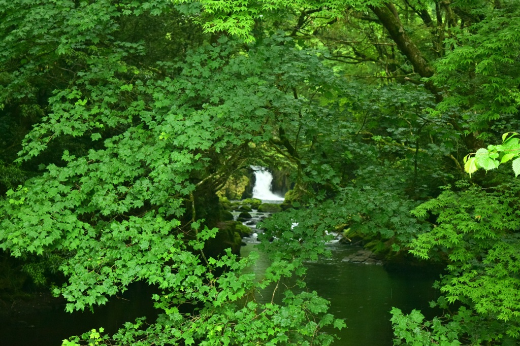 森のトンネルを覗くと滝が・・