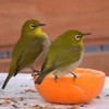 2羽のメジロ。