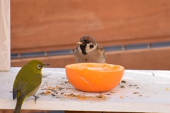 メジロとスズメ。。