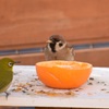 メジロとスズメ。。