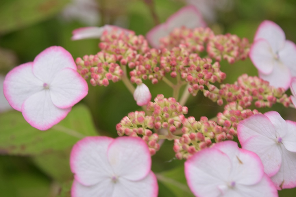 2015.06.13.14:15 紫陽花