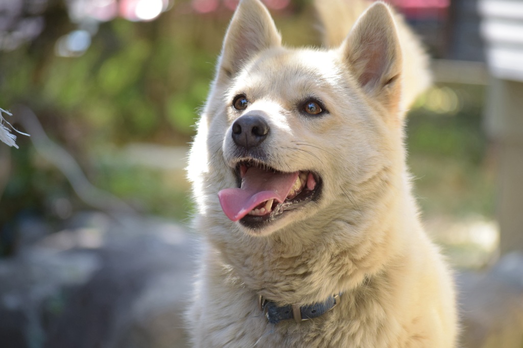 愛犬のタロです。