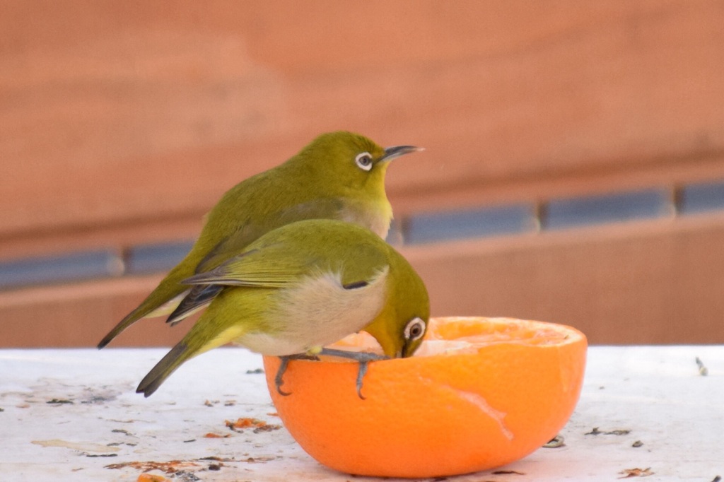 メジロのお食事。