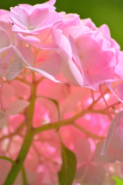 2015.06.13.14:08 紫陽花