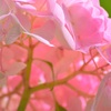 2015.06.13.14:08 紫陽花