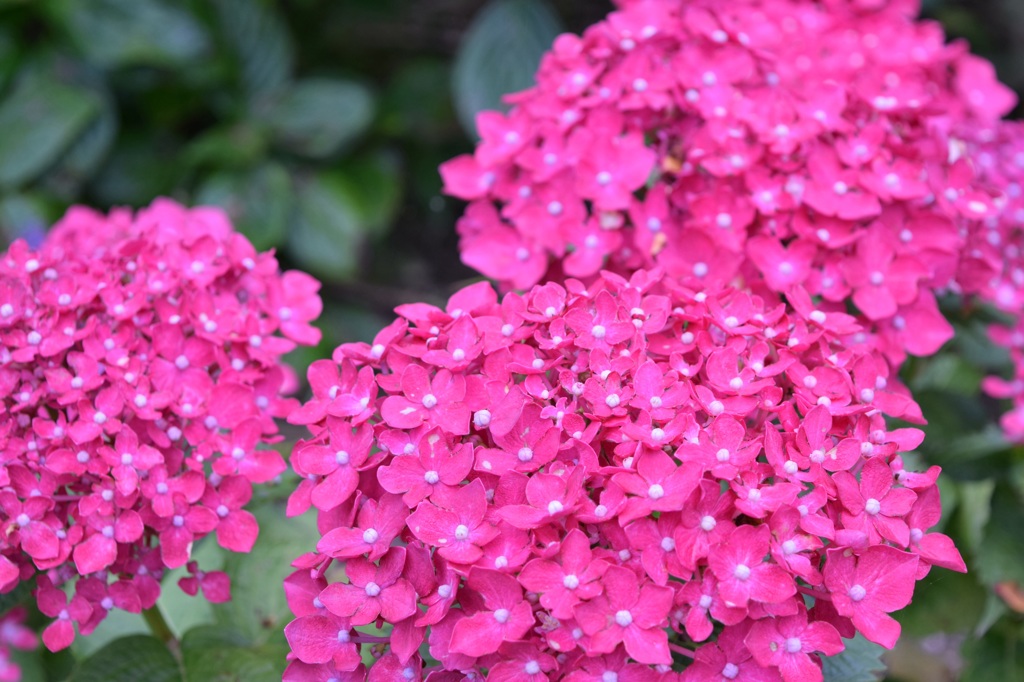 2015.06.13.14:15 紫陽花