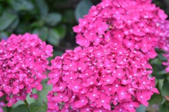 2015.06.13.14:15 紫陽花