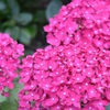 2015.06.13.14:15 紫陽花
