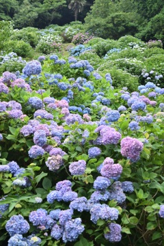2015.06.13.14:26 紫陽花