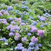 2015.06.13.14:26 紫陽花