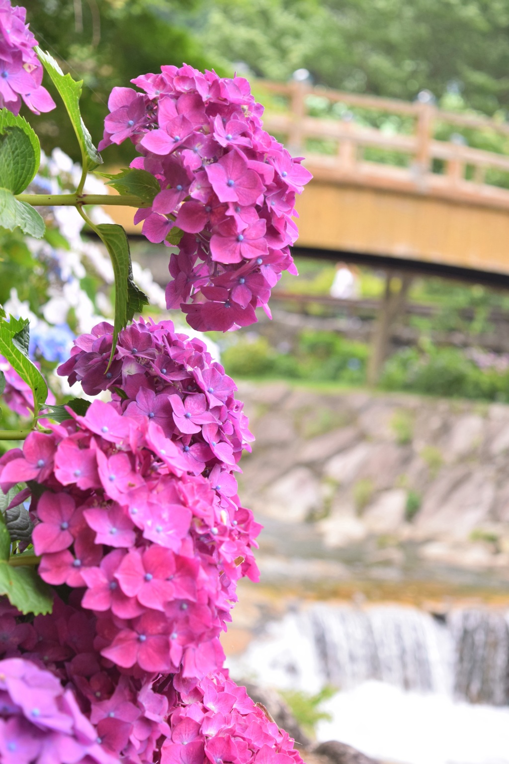 2015.06.13.14:29 紫陽花