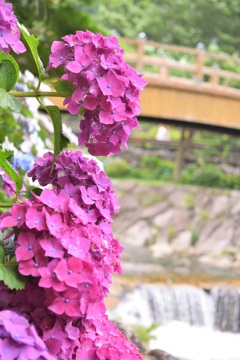2015.06.13.14:29 紫陽花
