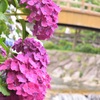 2015.06.13.14:29 紫陽花