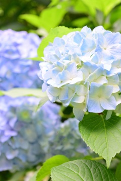 2015.06.13.13:44紫陽花