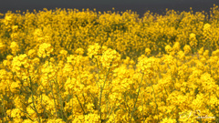 菜の花の黄色