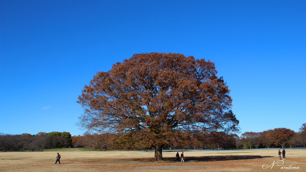日立の樹　みたいな　昭和記念公園の樹