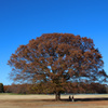 日立の樹　みたいな　昭和記念公園の樹