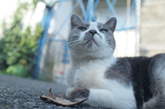 にゃーアングル