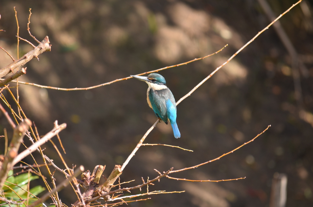 kingfisher