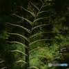 Ponga frond