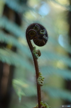 KORU 「新生」