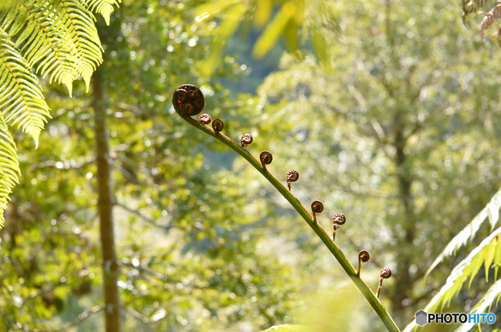 KORU「成長」