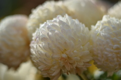 白厚物菊