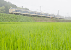 梅雨時の田にて　583系ひたち号