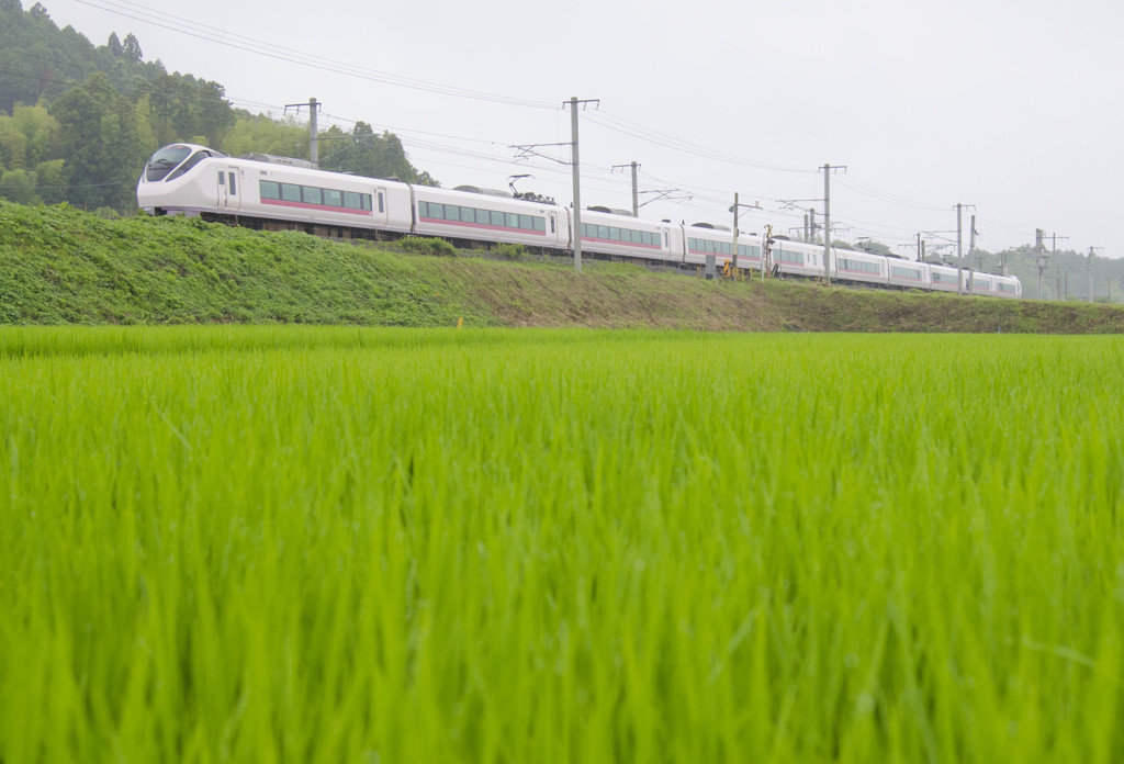 梅雨時の田にて　E657系ひたち