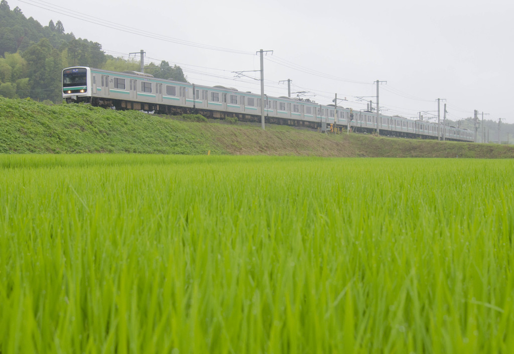 梅雨時の田にて　E501系