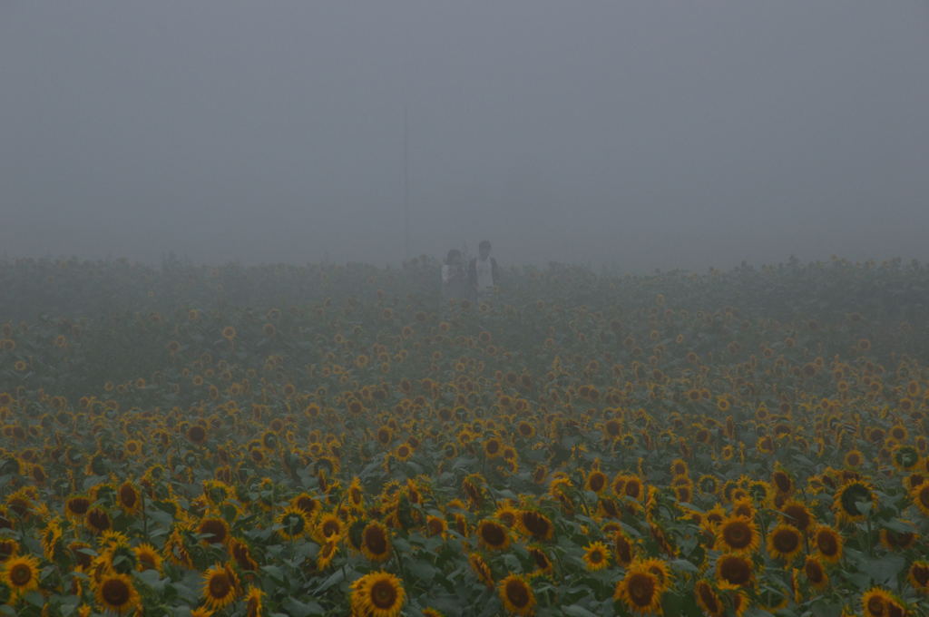 霧の中のひまわり