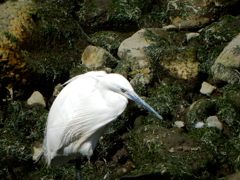 大岡川でみた鳥・・・・