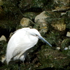 大岡川でみた鳥・・・・