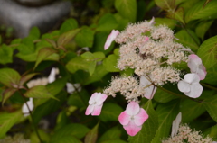 長谷寺 紫陽花
