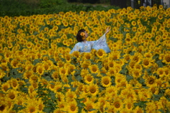 明野ひまわり
