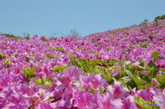 湘南葉山国際村